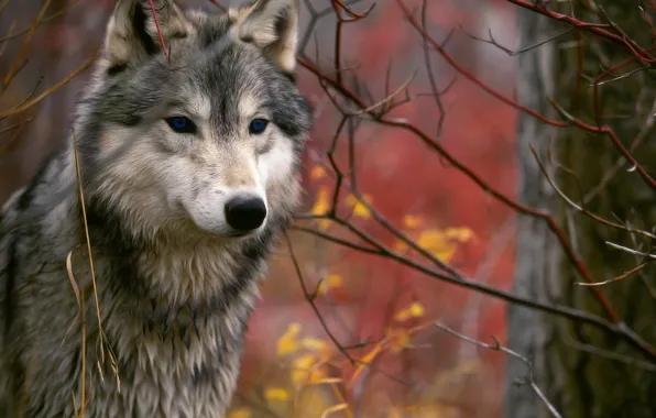 Осень, ветки, волк
