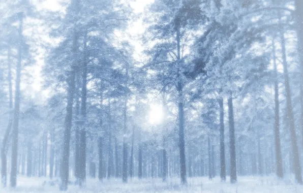Картинка зима, иней, лес, снег, деревья, сосны, просвет, морозно
