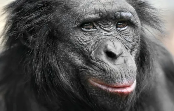 Картинка природа, обезьяна, примат, pygmy chimpanzee