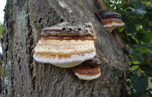 Картинка Wald, Pilz, Baum, Baumpilz