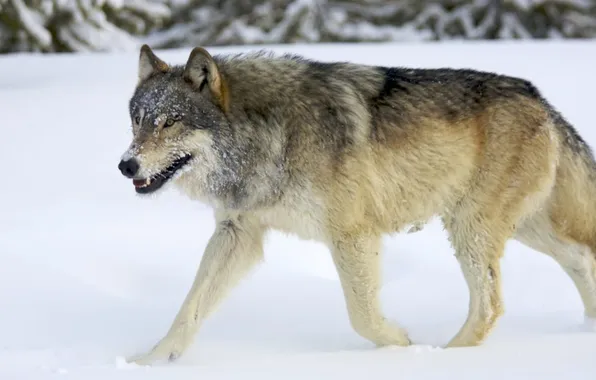 Картинка nature, face, animal, wolf, wildlife, head, fur, mammal