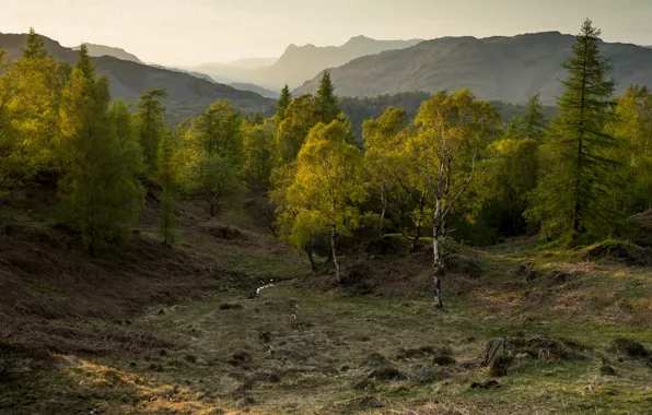 Картинка осень, лес, деревья, пейзаж, горы, природа, туман, камни