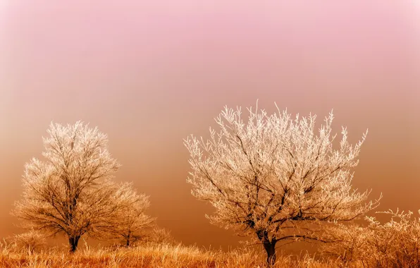 Картинка иней, поле, трава, деревья, туман, восход, мороз