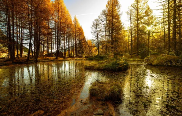 Картинка осень, лес, вода, озеро, Природа, тина, деревья. водоем