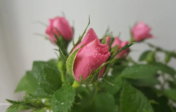 Цветы, розы, розовые розы