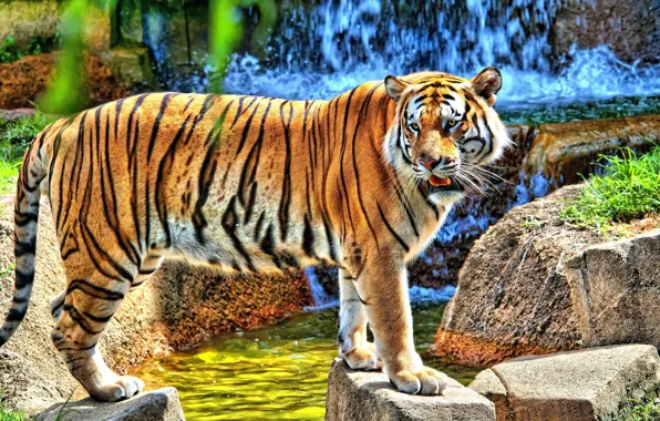 Картинка тигр, камни, водопад, стоит, смотрит