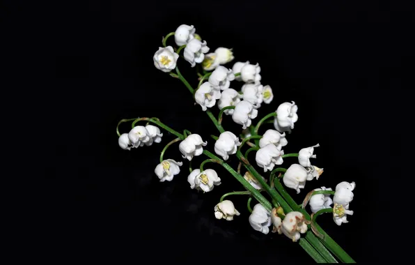 Цветы, весна, белые, черный фон, ландыши, букетик