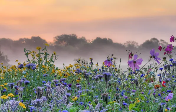 Картинка цветы, туман, утро