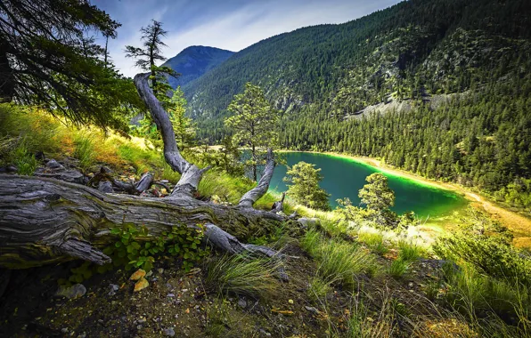 Forest, trees, mountain, turquoise lake, dry grass