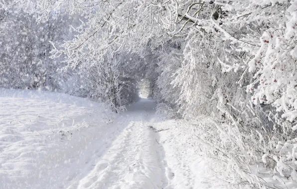 Зима, дорога, лес, снег, деревья, заснежено