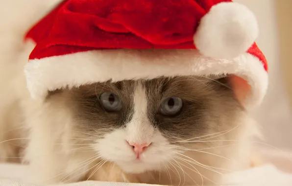 Картинка кошка, кот, усы, котенок, шапка, красная, шапочка, новогодняя