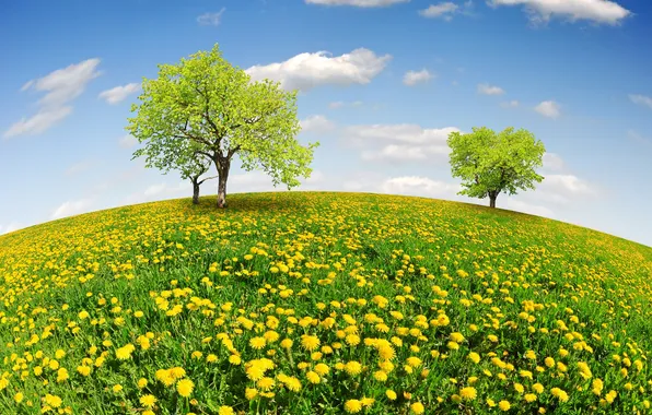 Картинка поле, небо, деревья, весна, луг, sunshine, одуванчики, field