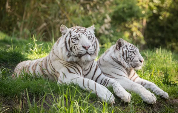 Картинка трава, кошки, отдых, пара, белый тигр