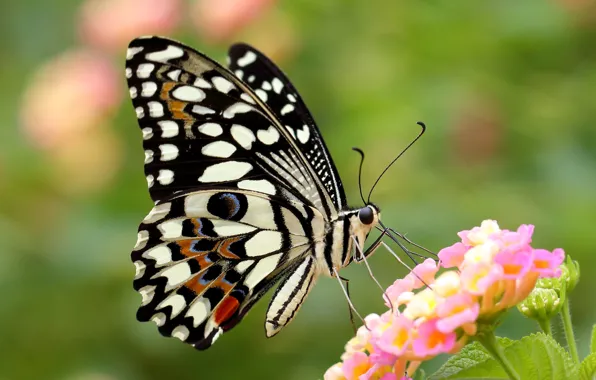 Картинка цветок, бабочка, крылья
