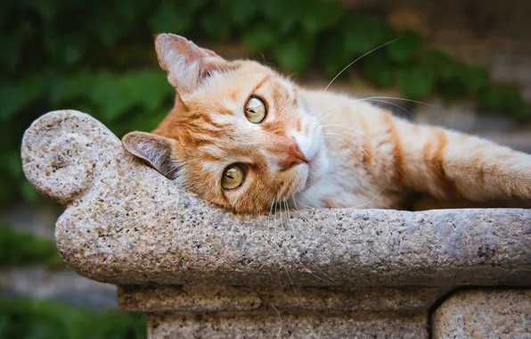 Кошка, кот, взгляд, поза, мордашка