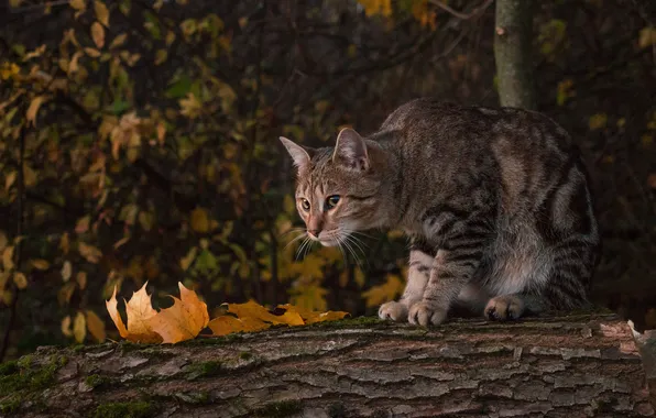 Осень, кошка, кот, взгляд, поза, бревно, мордашка