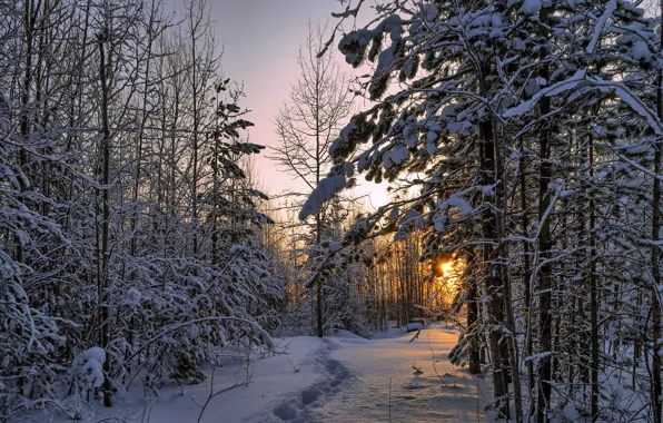 Картинка лес, снег, пейзаж, природа, утро