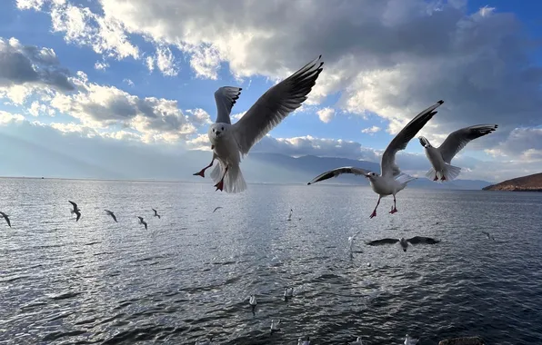 Море, чайки, стая