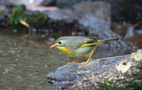 Картинка камни, птичка, Pramod Bayya, Красноклювый лейотрикс, Red-billed leiothrix