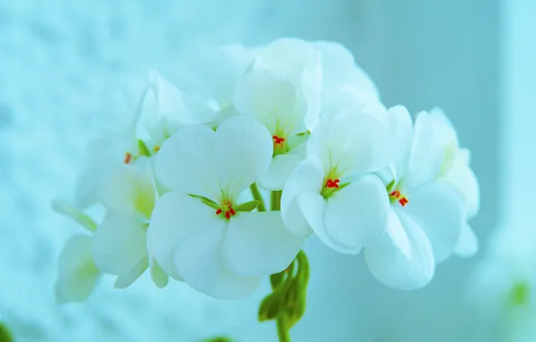 Природа, лепестки, соцветие