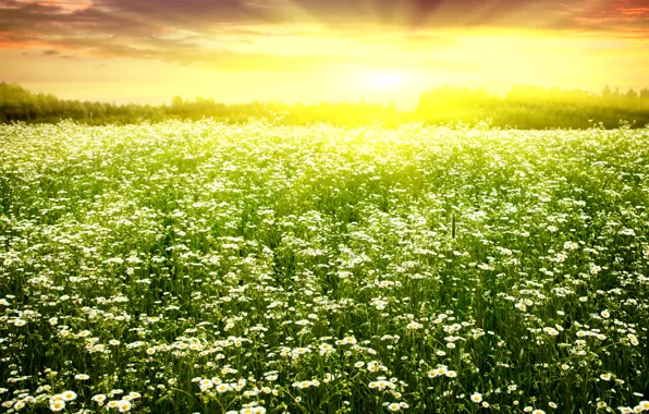 Картинка поле, солнце, ромашки, весна, цветение, field, ослепительное, Spring camomiles