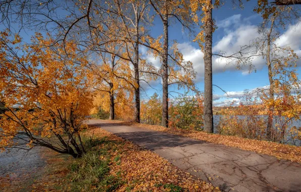 Картинка осень, солнце, деревья, природа, река, листва, Андрей Чиж