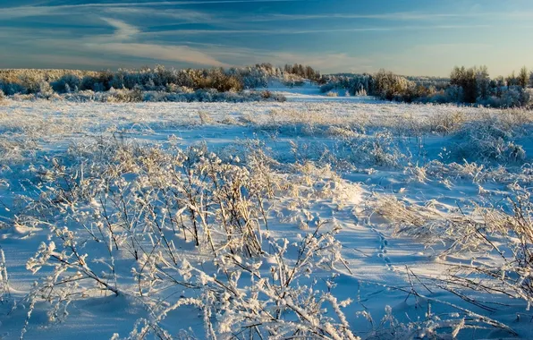 Картинка зима, небо, трава, снег, природа, фото
