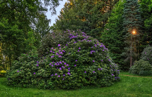 Зелень, лес, трава, солнце, деревья, парк, Германия, Бавария