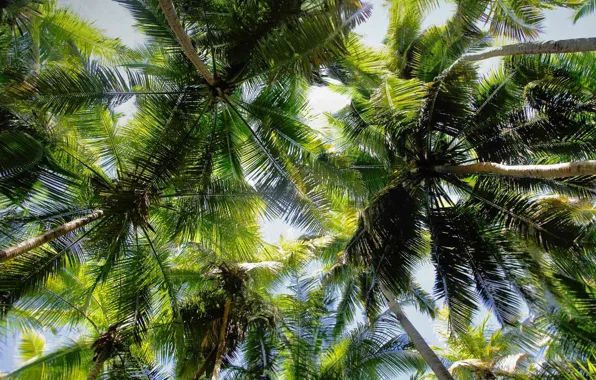 Листья, пальмы, США, крона, Virgin Islands National Park, Maho Bay, Верджин-Айлендс