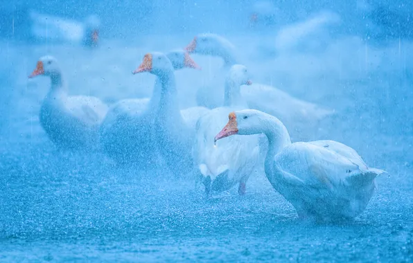 Вода, капли, птицы, туман, дождь, размытие, дымка, белые