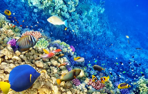Картинка рыбки, океан, world, подводный мир, underwater, ocean, fishes, tropical