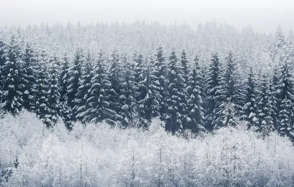Картинка зима, лес, туман