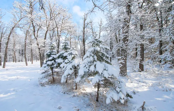 Картинка зима, лес, снег, деревья, елка, ель