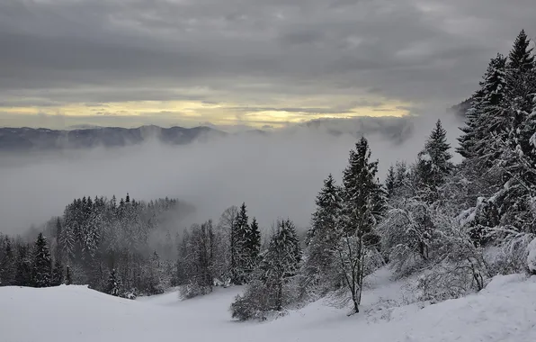 Снег, деревья, горы, туман