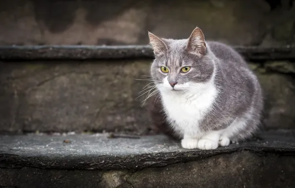 Картинка кошка, взгляд, ступени