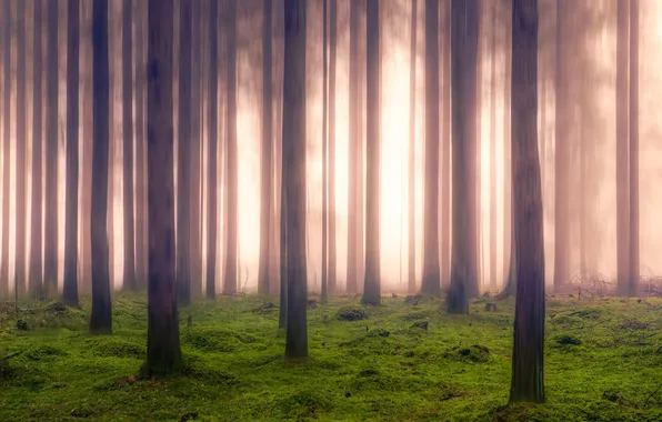 Осень, лес, природа