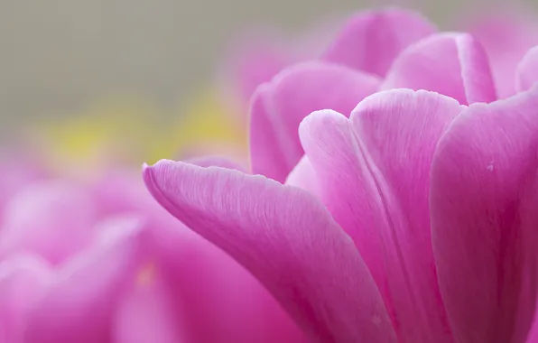 Картинка цветок, макро, розовый, тюльпан
