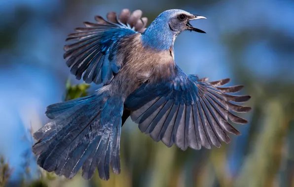 Картинка птица, крылья, перья, хвост, сойка, Голубая кустарниковая сойка