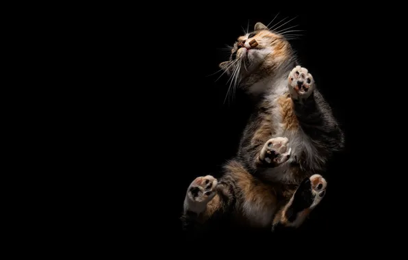 Кошка, кот, поза, черный фон, корм, вид снизу, пестрая, трехшерстная