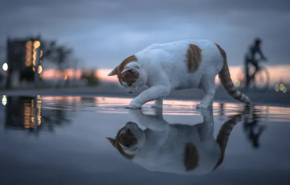 Картинка кошка, кот, вода, отражение, боке