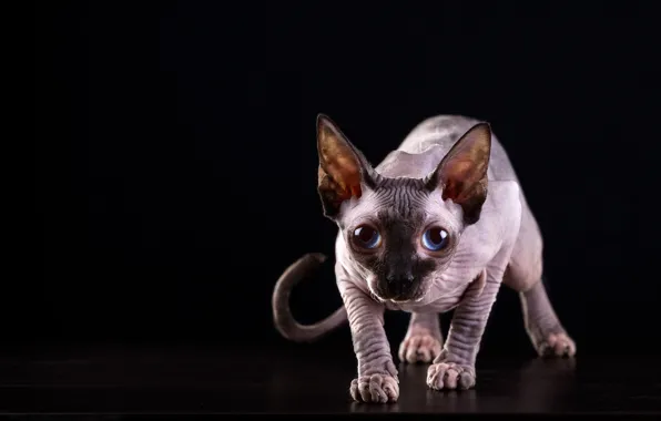 Картинка кошка, кот, взгляд, мордочка, голубые глаза, чёрный фон, сфинкс