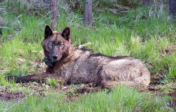 Nature, face, animal, wolf, wildlife, head, fur, mammal