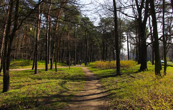 Forest, park, tree, alley