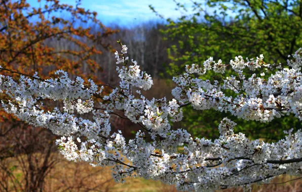 Картинка природа, Весна, цветение, nature, spring, flowering