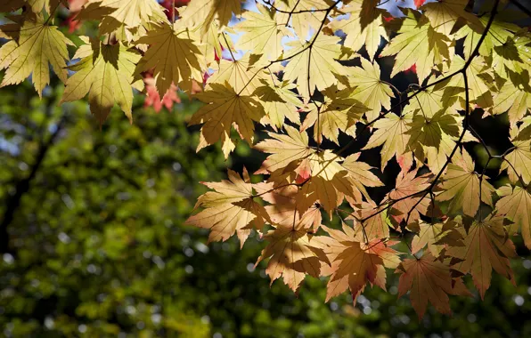 Осень, листья, ветки