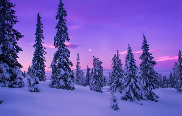 Картинка зима, снег, деревья, расвет
