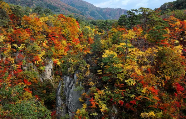 Картинка осень, лес, небо, деревья, горы, скалы