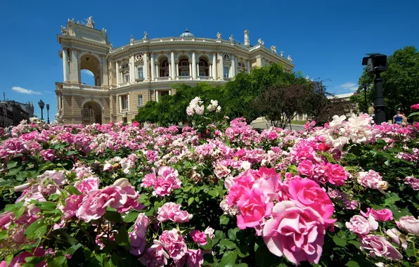 Картинка цветы, здание, розы, театр, Украина, кусты, Одесса