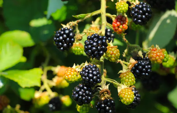 Black, food, fruit