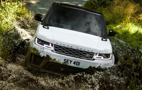 Лес, растительность, лужа, грязь, внедорожник, Land Rover, чёрно-белый, Range Rover Sport P400e Plug-in Hybrid